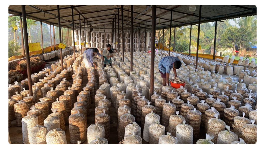 Mushroom Farming in Marathi